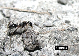 Ископаемый муравей