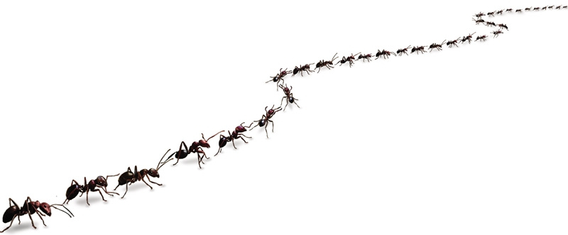 Как муравьи находят дорогу домой?