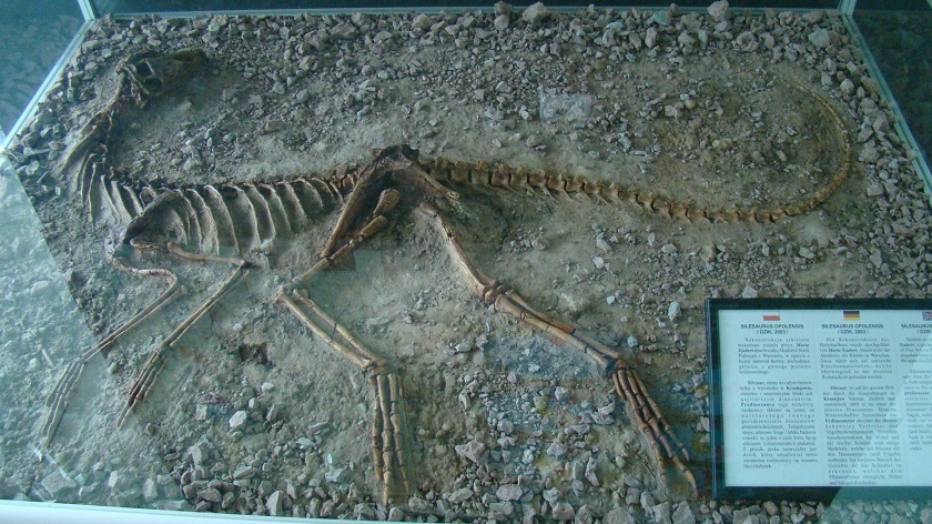 Кости динозавров