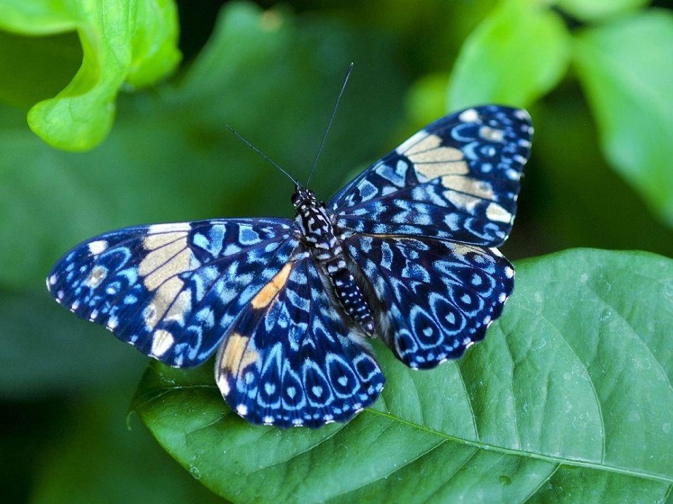 бабочки фотографии