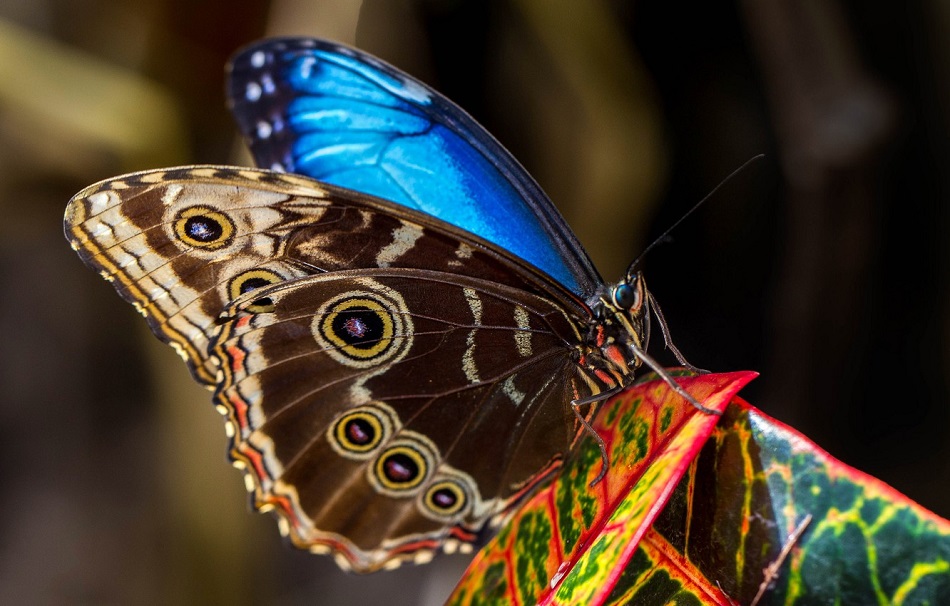 красивая бабочка фото