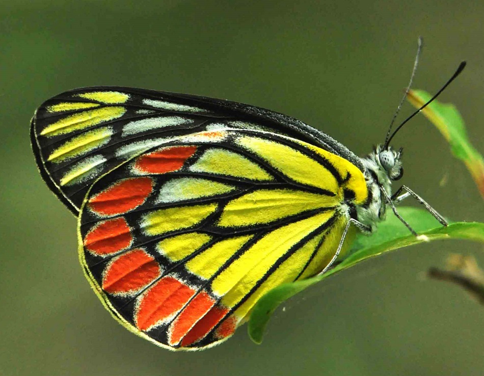 Яркие бабочки фото