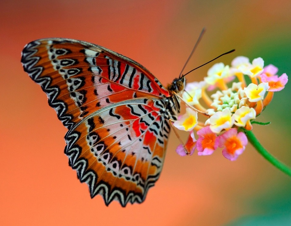 фото Яркие бабочки 
