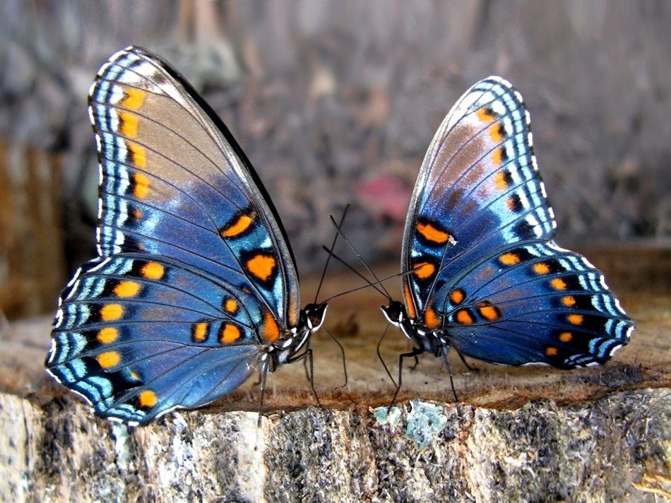 фотографии Яркие бабочки