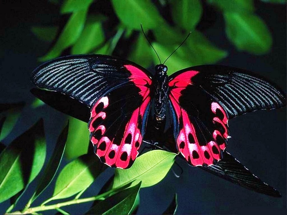 Яркие бабочки фотография