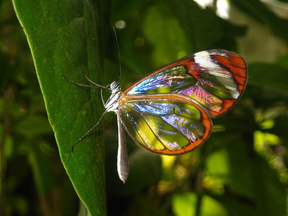 Яркие бабочки картинка
