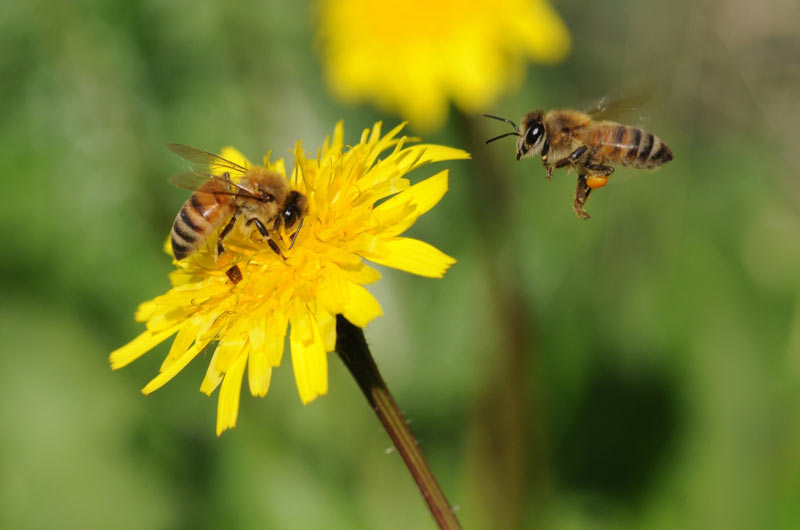 Пчелиные чудеса 