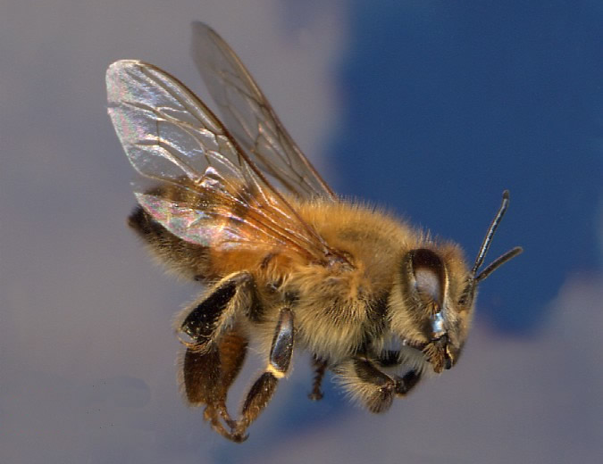 Пчела фото