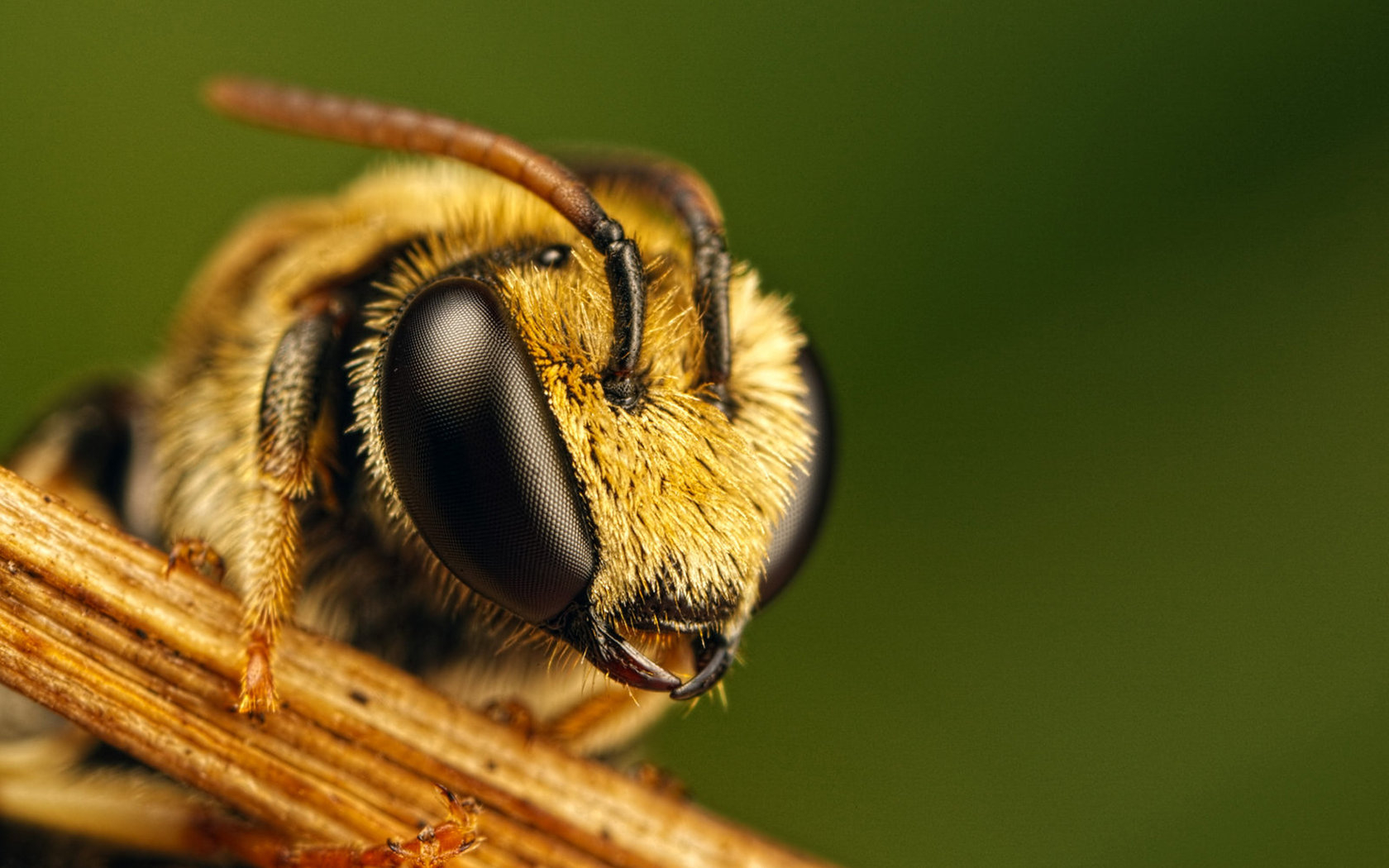 Картинки Пчела