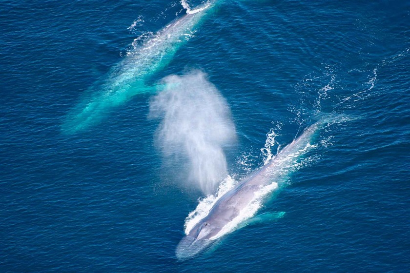 фото синего кита