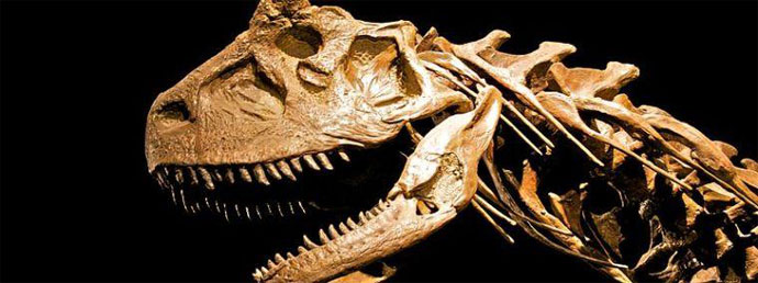 Радиоуглерод в костях динозавра