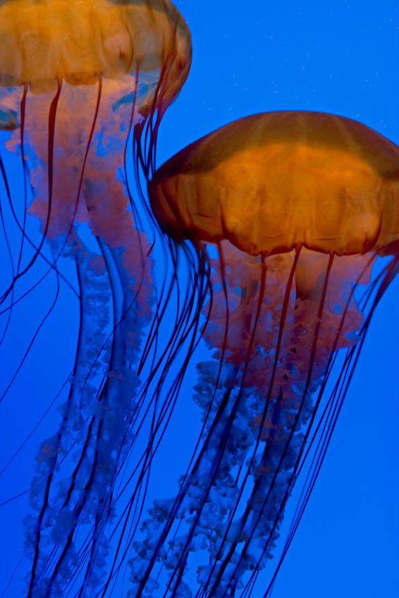 Коробкообразная медуза
