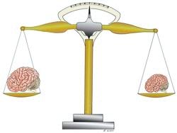 Весы интеллекта в зависимости от размера мозга