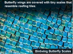 Крылья бабочек покрыты крошечными чешуйками