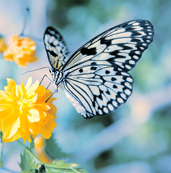 Мимикрия бабочек не эволюционировала - они её передают