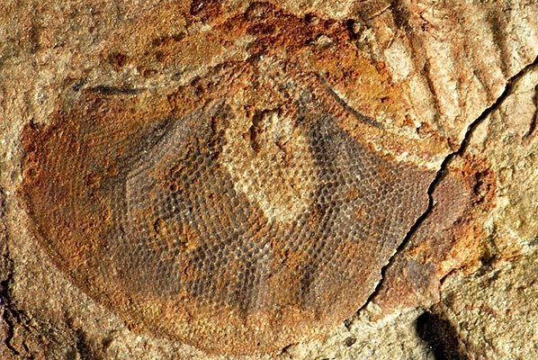 «Современные оптические элементы» в окаменелости членистоногого «раннекембрийского периода»