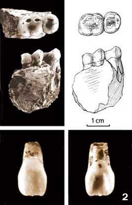 Фрагмент человеческой челюсти из китайской пещеры Лонггупо