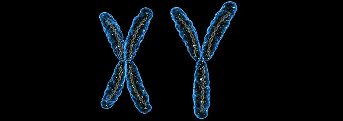Функция повторной ДНК разрушает классический эволюционный аргумент