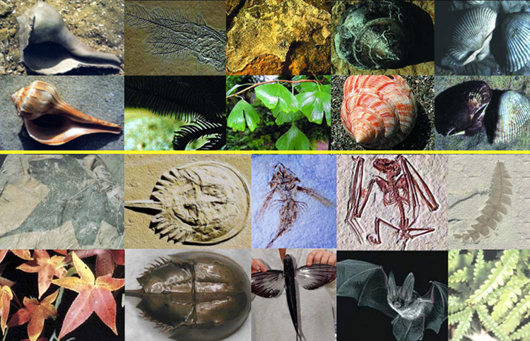 Древние окаменелости растений и животных 