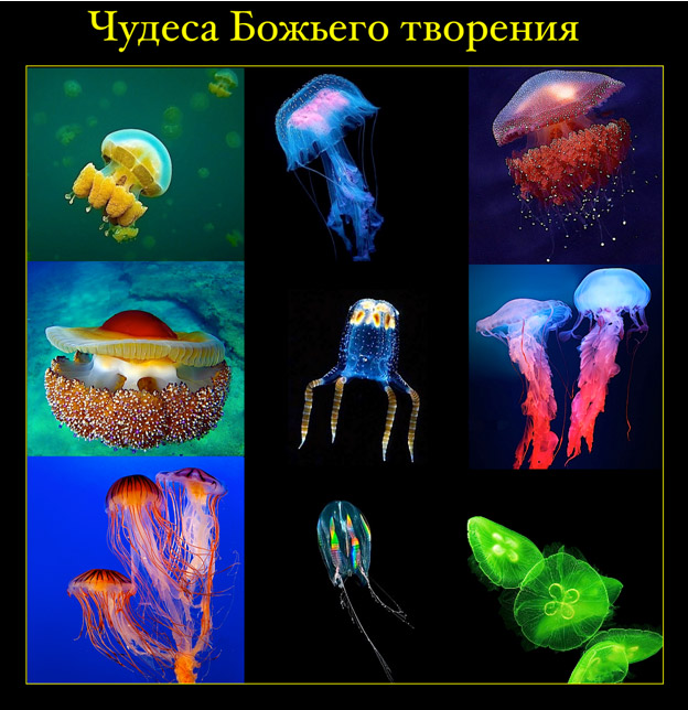 Медуза: умный охотник, лишенный мозга