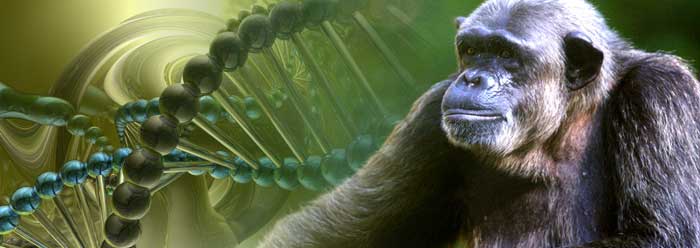 Исследования ДНК противоречат теории о существовании общего предка человека и обезьяны