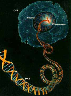 молекула ДНК – источник данных жизни