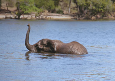 Невероятная способность слонов плавать под водой