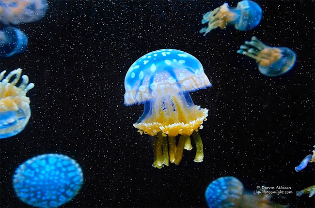 Медуза: умный охотник, лишенный мозга