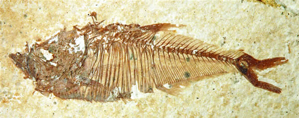 экземпляр ископаемой рыбы <em>Diplomystus
