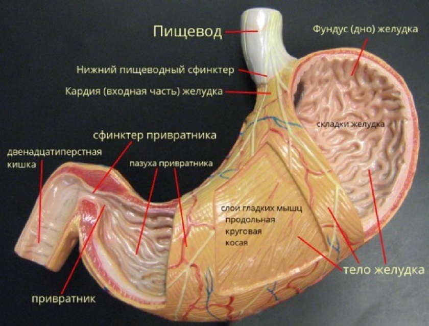 анатомия желудка
