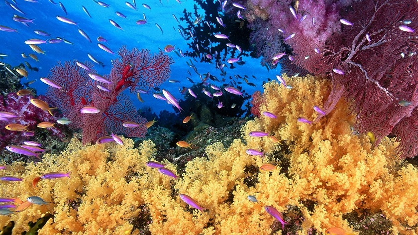 что такое кораллы фото