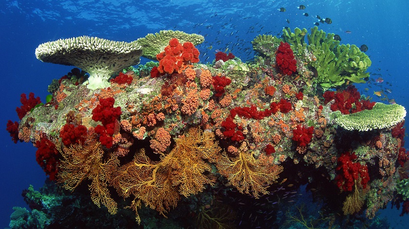 что такое кораллы картинка