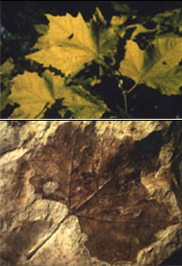 Ископаемый лист плоского дерева