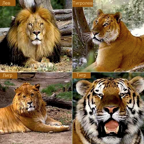 Тигры, львы и лигры