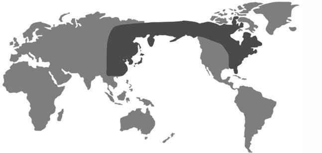 Сходства между живой природой восточной части Азии и восточной части Северной Америки