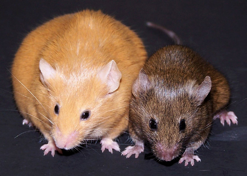 Изогенные мыши агути одинакового возраста и пола