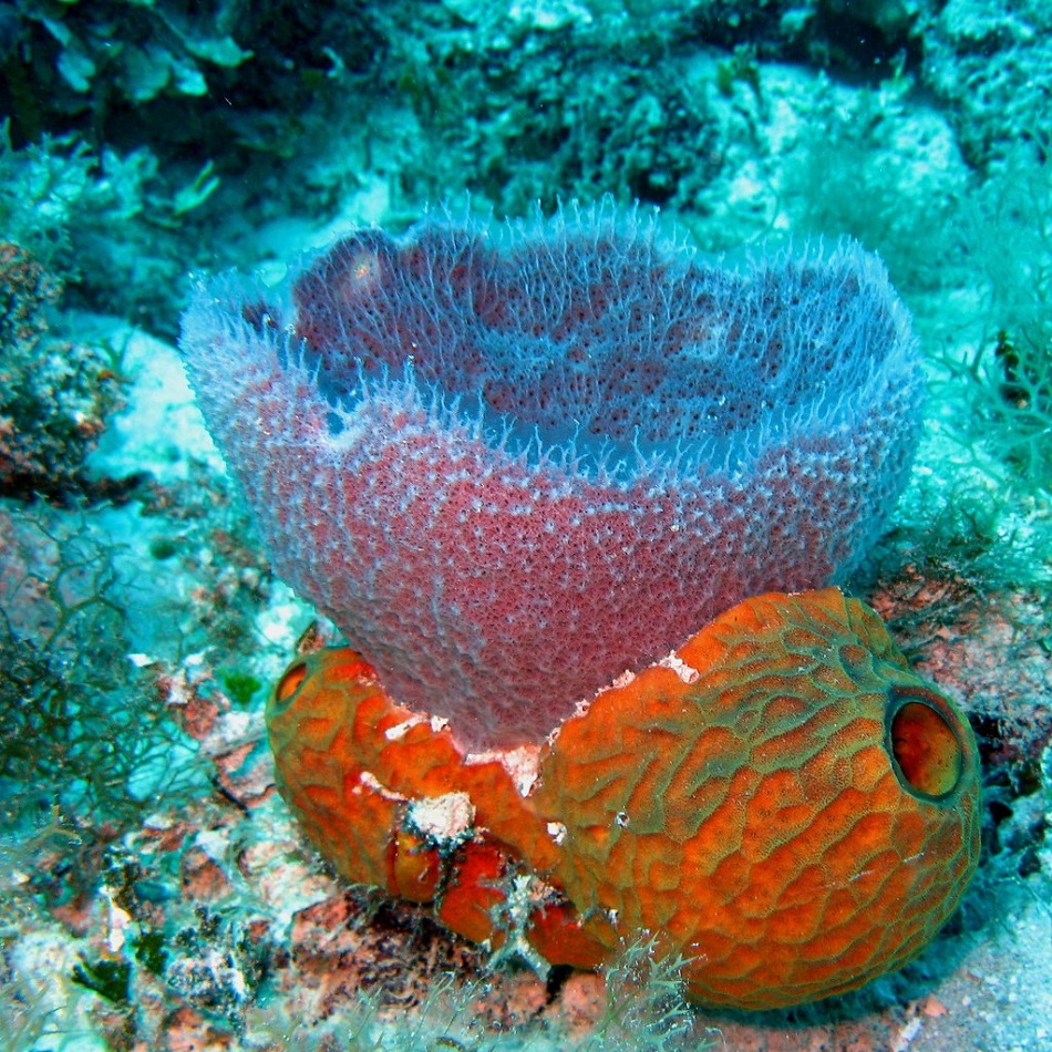 Морская губка Euplectella фото