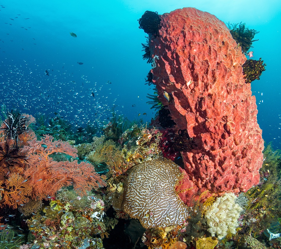 Морская губка фото под водой