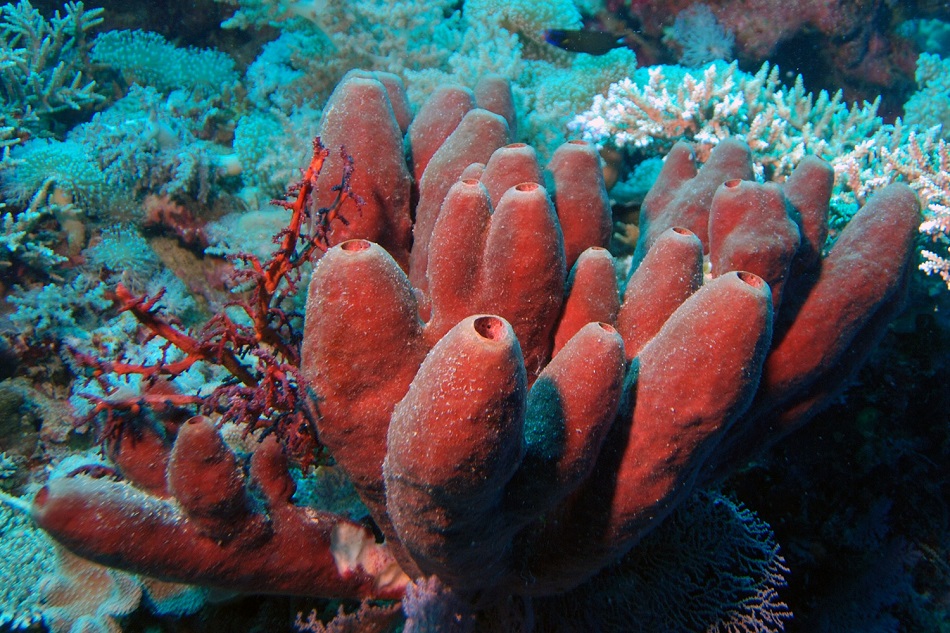 фото морской губки