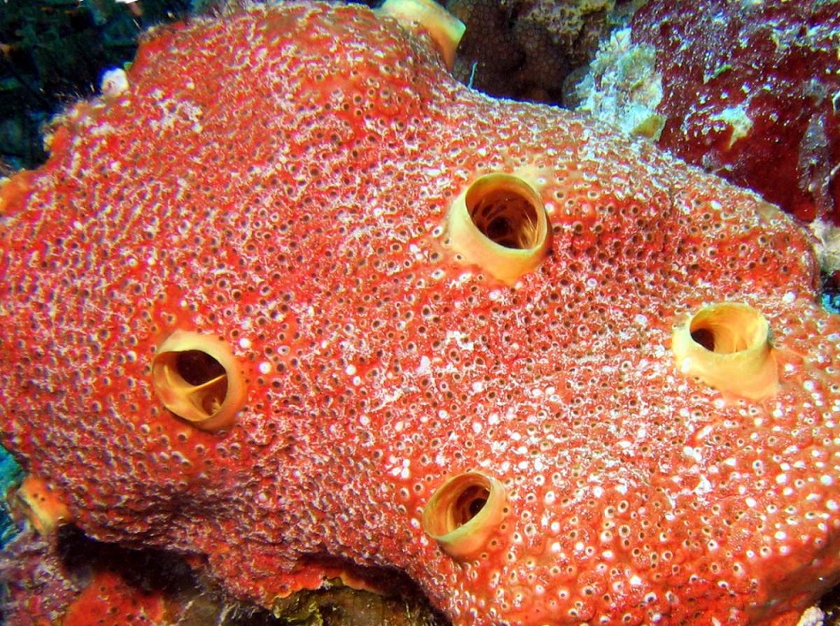 Морская губка Euplectella фото