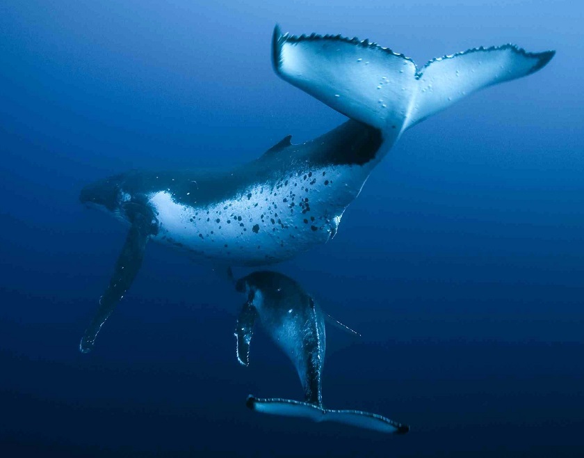  фото кит хвост