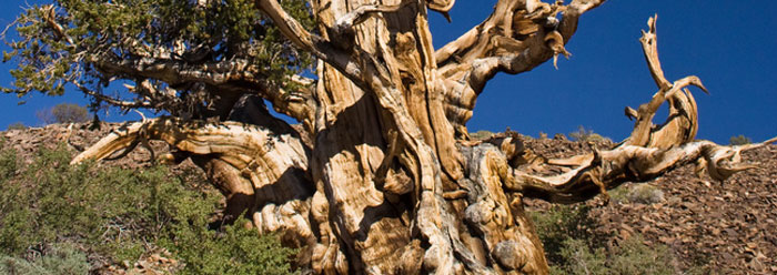 Почему возраст самых древних на земле деревьев не намного больше?