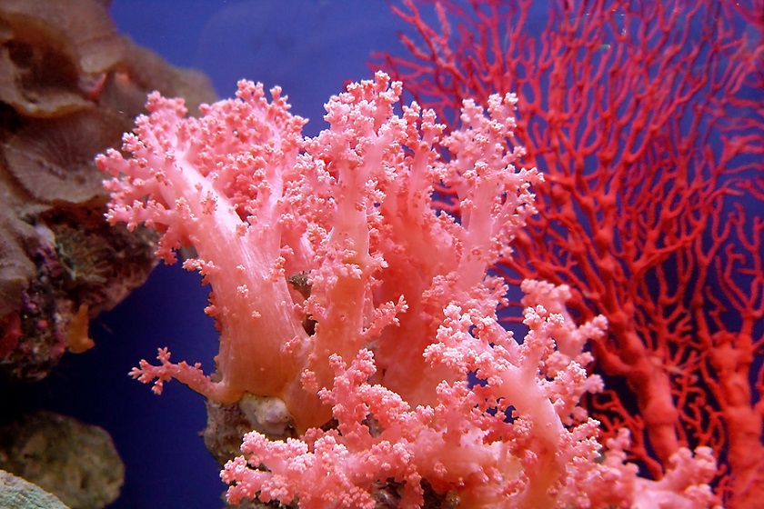 розовый коралл