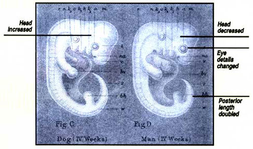 Сфабрикованные Геккелем рисунки эмбрионов собаки и человека, размещенные в книге «История сотворения».