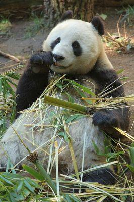 Панды идеально приспособлены к существованию в бамбуковых лесах