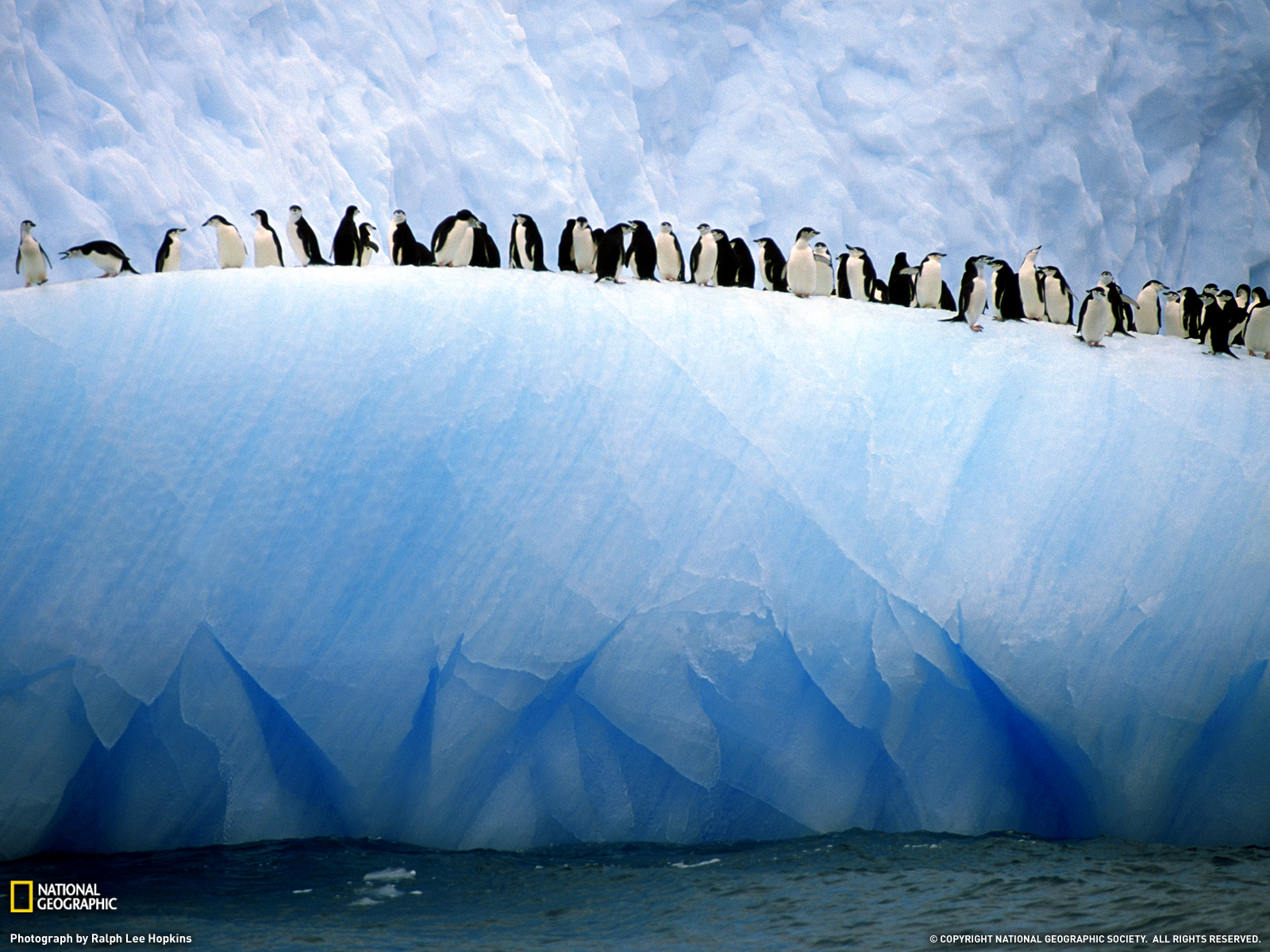 Фотки пингвинов