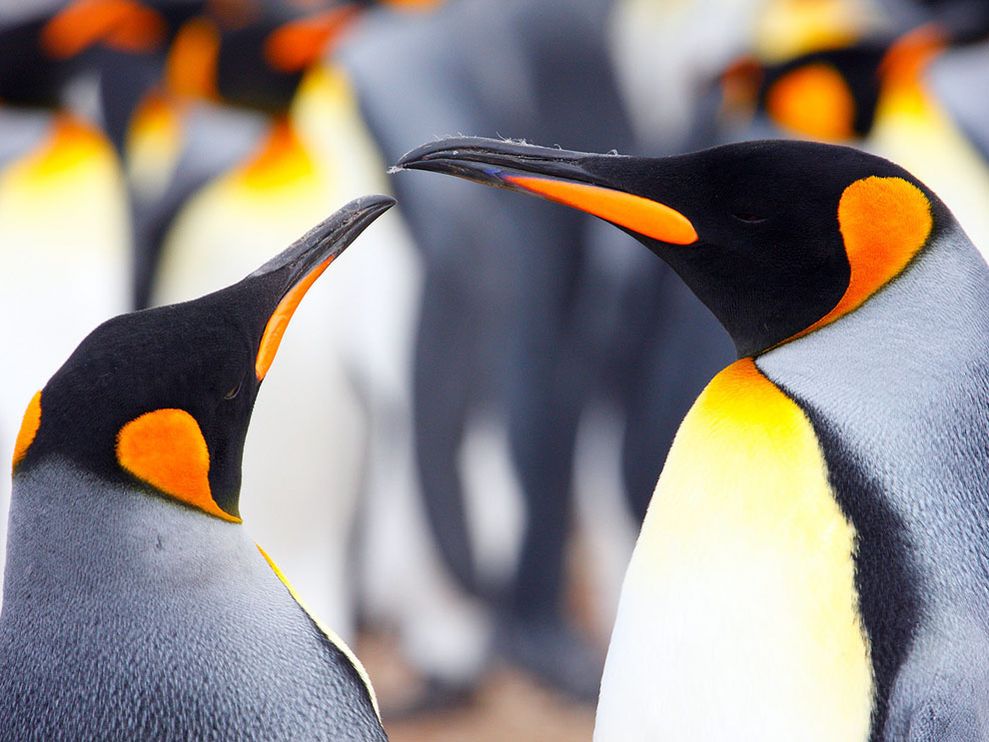 Картинки пингвины