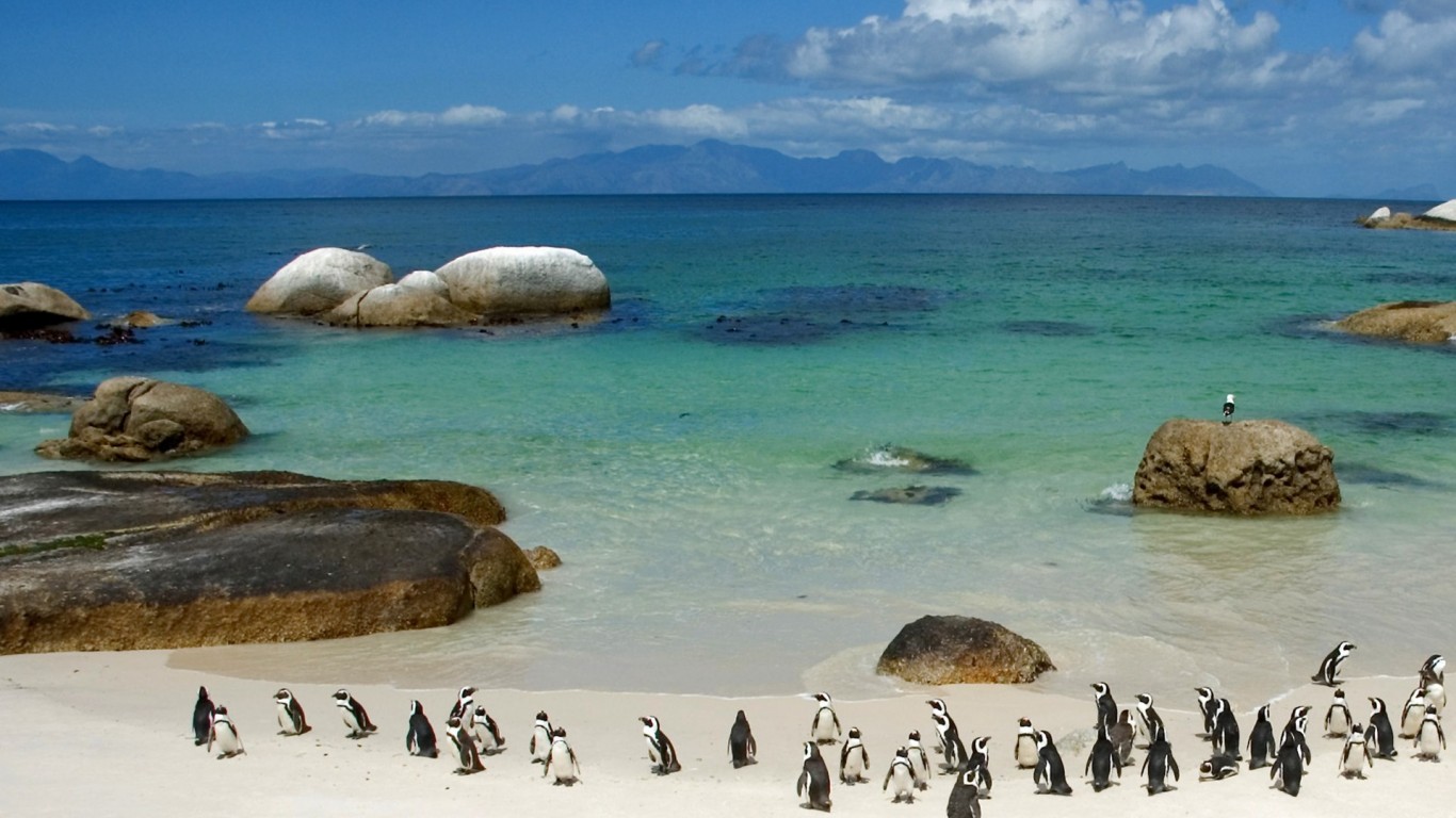 Пингвины фотографии