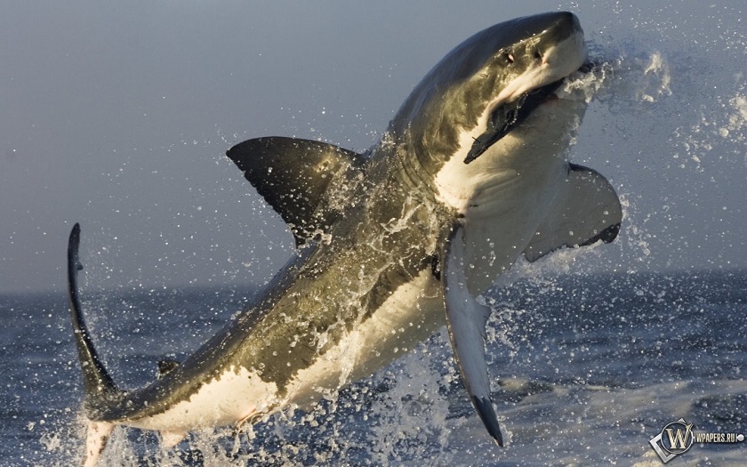 фото акулы белой 