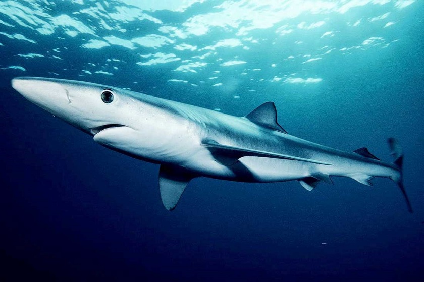 голубая акула фото 